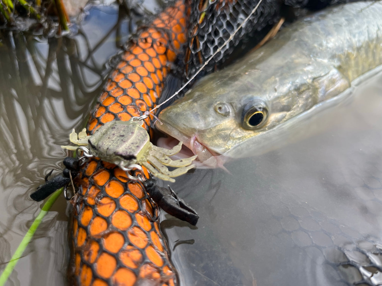 Krappie - Yellow Fish Lures