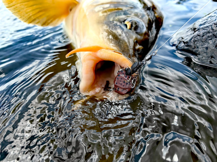 Yellow Fish Fishing – The Big Cat Popper